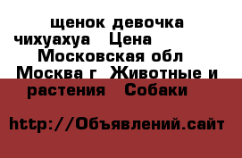 щенок девочка чихуахуа › Цена ­ 10 000 - Московская обл., Москва г. Животные и растения » Собаки   
